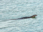 Water Monitor swimming.JPG (123KB)